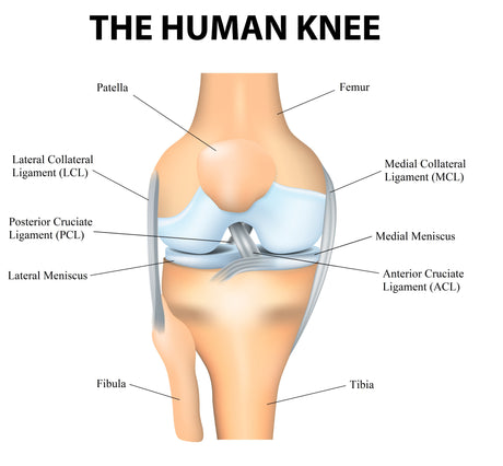 Human Knee Anatomy